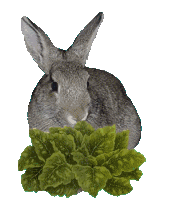 rabbit-eating-animated_1_